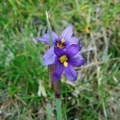 strict blue-eyed grass thumbnail 4