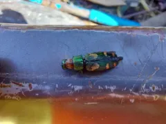 Buprestis gibbsii thumbnail 3