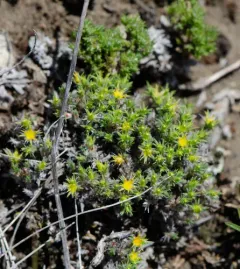 Creeping nailwort thumbnail 3