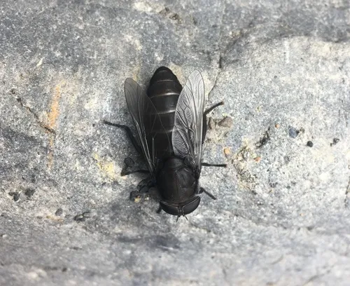 Tabanus aegrotus