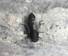 Tabanus aegrotus thumbnail 1