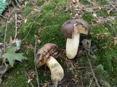 Xerocomus tenax thumbnail 3
