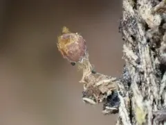 Trichia ambigua thumbnail 3