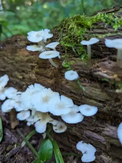 Clitocybula oculus thumbnail 5