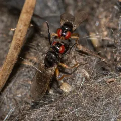 Protopiophila latipes thumbnail 2