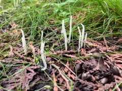 Clavaria subfalcata thumbnail 4