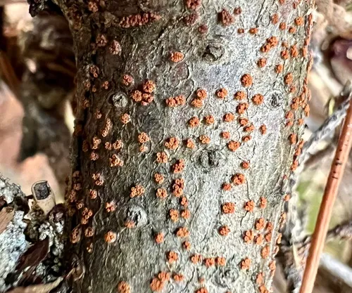 Thyronectria balsamea