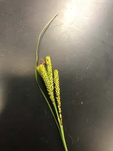 Kellogg's Sedge