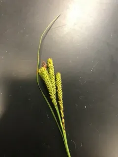 Kellogg's Sedge thumbnail 1