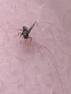 Mound-building Swamp Ant thumbnail 4