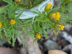 Cudweed Grasshopper thumbnail 3