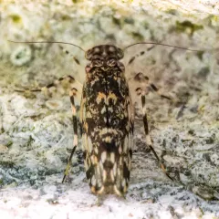 Japanese Barklouse thumbnail 2