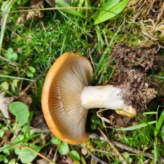 Lactarius zonarioides thumbnail 4