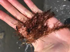 Chondria dasyphylla thumbnail 1
