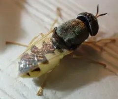 Odontomyia virgo thumbnail 2