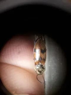 Pure Click Beetle thumbnail 2