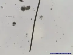Oscillatoria major thumbnail 2
