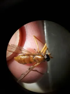 Dialysis dispar thumbnail 1