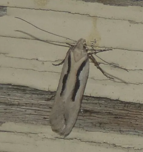 Prolita princeps