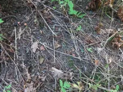 Cortinarius desertorum thumbnail 4