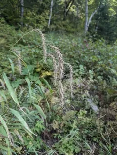 Wiegand's wild rye thumbnail 1