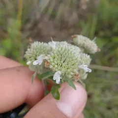 Whorled Mountain Mint thumbnail 4