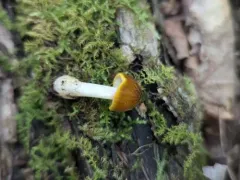 Pluteus flavofuligineus thumbnail 4
