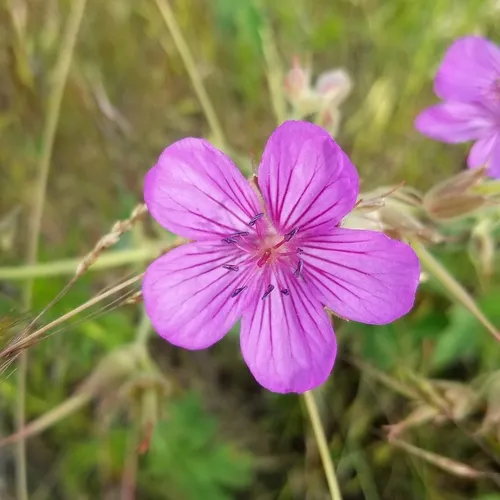 sticky geranium