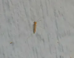 Antocha monticola thumbnail 3