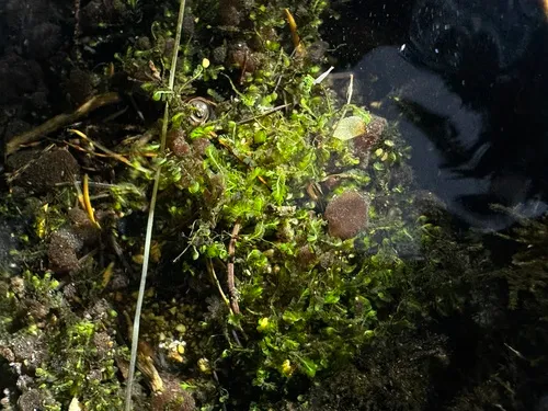 Rivulariella gemmipara