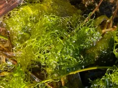 Water Net thumbnail 4