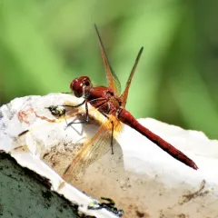Red-veined Meadowhawk thumbnail 2
