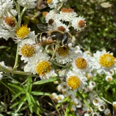 Black-footed Drone Fly thumbnail 4