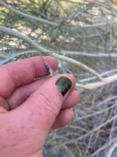 Asteromyia chrysothamni thumbnail 2