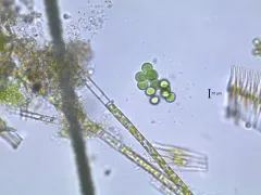 Limnococcus limneticus thumbnail 3