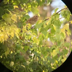 Lincoln's Sparrow thumbnail 2