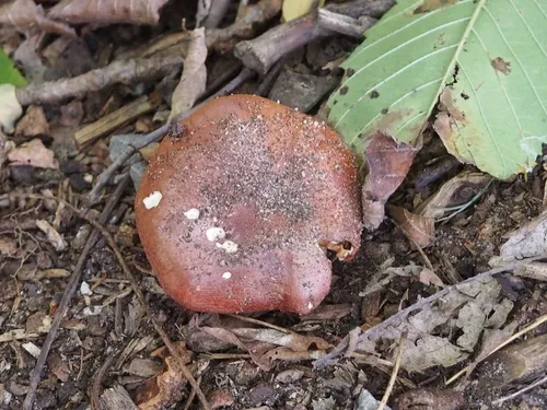 Tricholoma fracticum