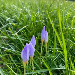 Kotschy's Crocus thumbnail 3