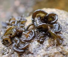 Nostoc parmelioides thumbnail 3