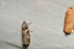 Salebriaria tenebrosella thumbnail 3