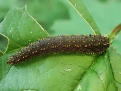 Lagium atroviolaceum thumbnail 3