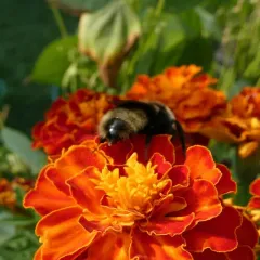 Ashton's Cuckoo Bumble Bee thumbnail 4