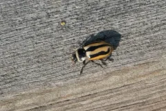 Sickle-marked Lady Beetle thumbnail 3