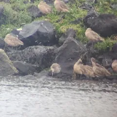 Bar-tailed Godwit thumbnail 4