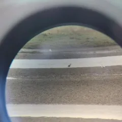 Long-billed Curlew thumbnail 4
