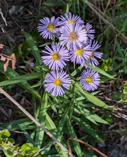 Robyns' Aster