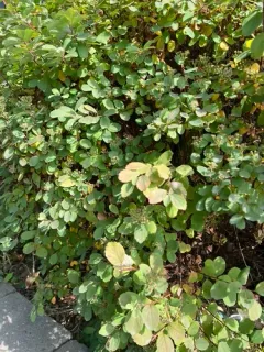 Birch-leaved Spirea thumbnail 3