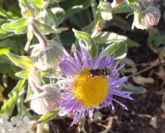 Western Loopwing Aphideater thumbnail 4