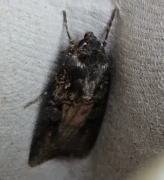 White-striped Dart thumbnail 4