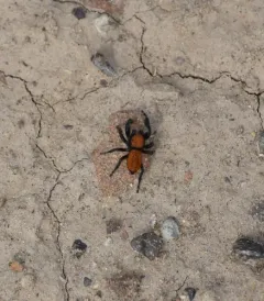 Apache Jumping Spider thumbnail 3